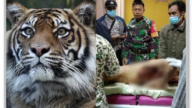 Warga Muara Enim Tewas Diserang Harimau